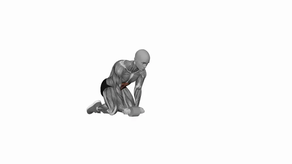 Ab Wheel Half Rollout