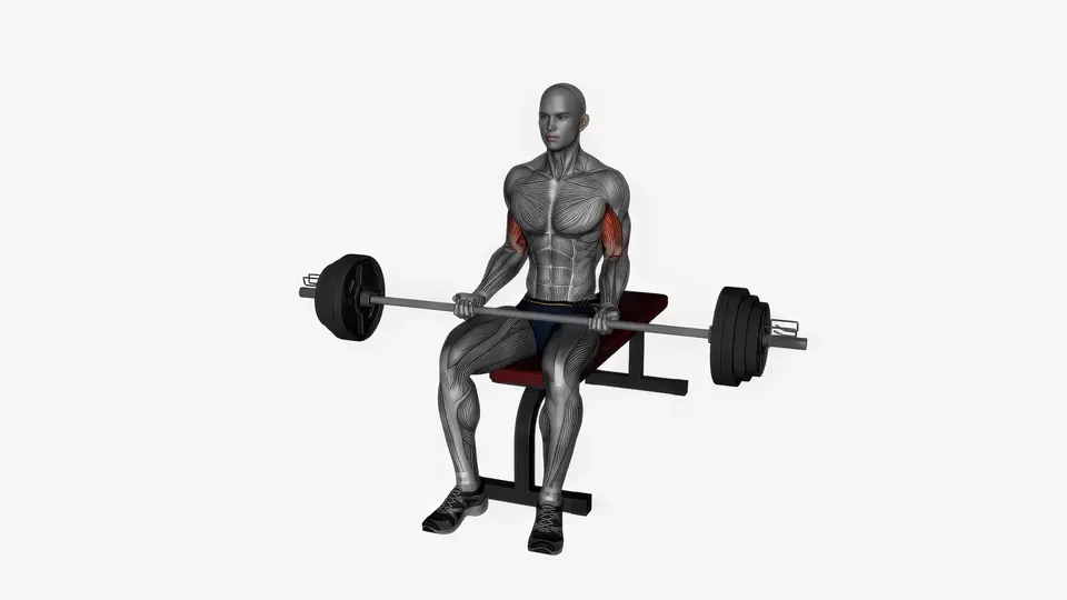 Seated Barbell Curl