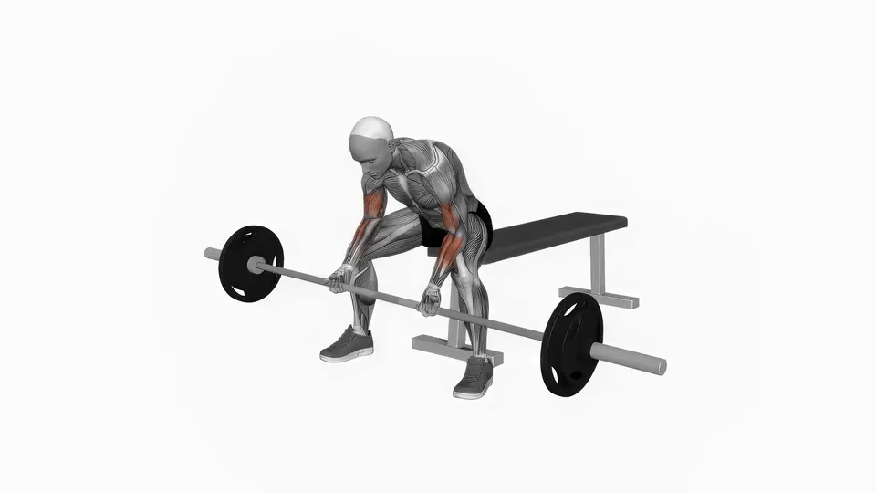 Barbell Reverse Concentration Curl