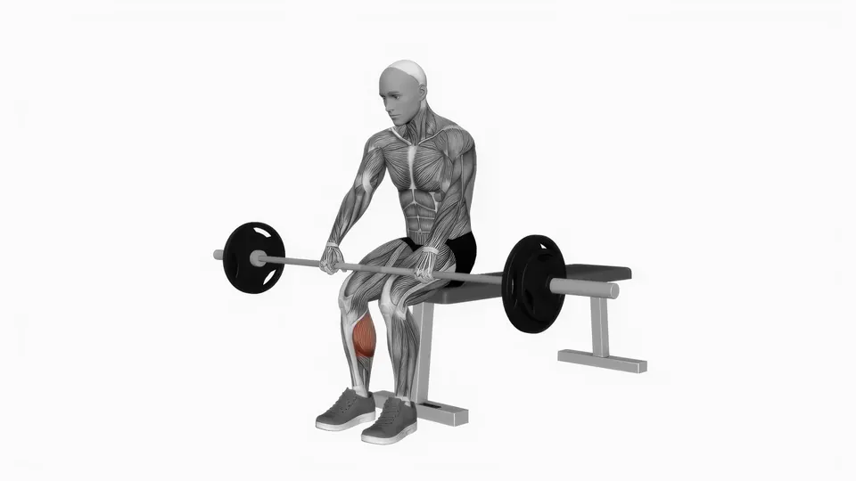 Seated Barbell Calf Raise