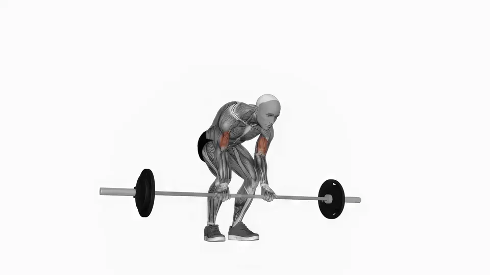 Bent Over Barbell Curl