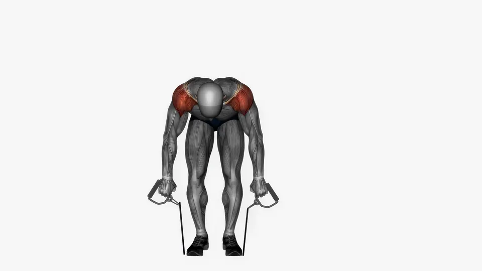 Bent Over Resistance Band Rear Delt Flye