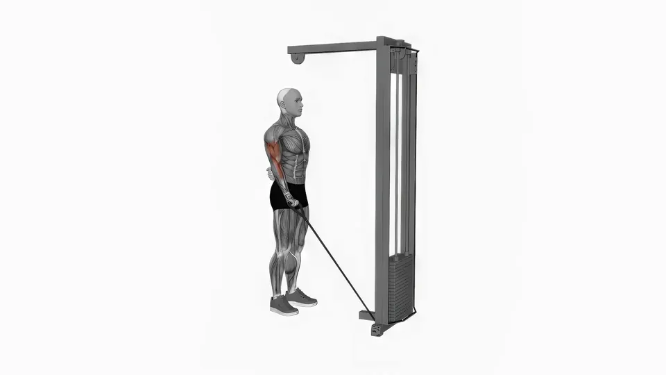 Single Arm Cable Curl