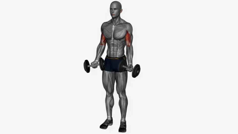 Dumbbell Curl