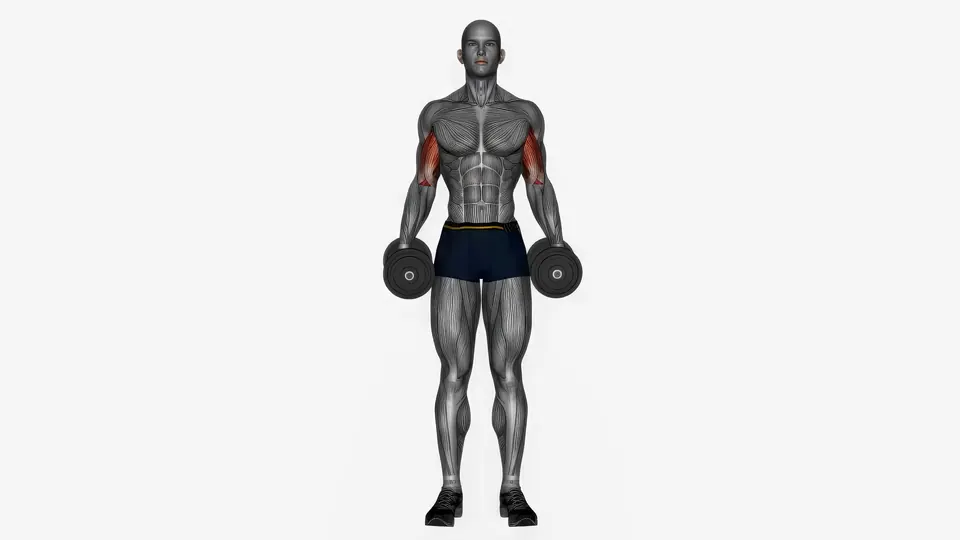 Alternating Dumbbell Curl