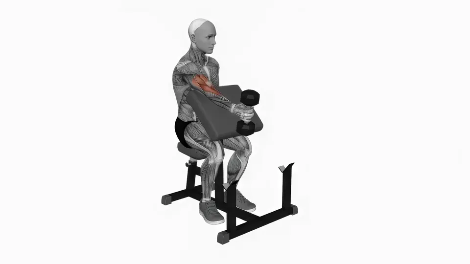 Dumbbell Hammer Preacher Curl