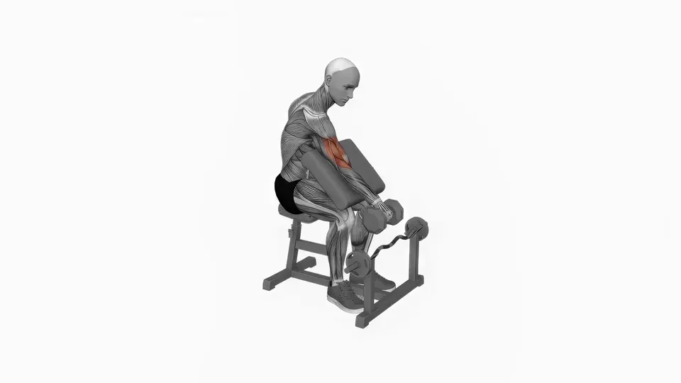 Single Arm Dumbbell Reverse Preacher Curl