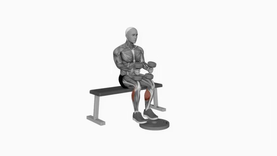 Dumbbell Seated Calf Raise