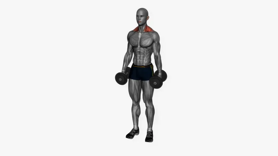 Dumbbell Shrug