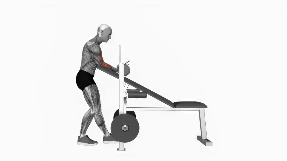 Incline Bench Dumbbell Preacher Curl