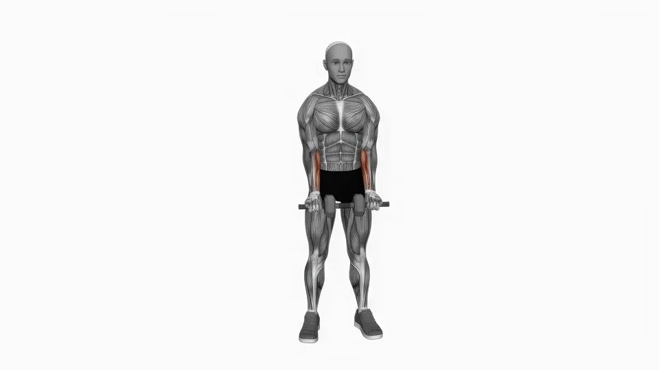 Standing Dumbbell Reverse Wrist Curl