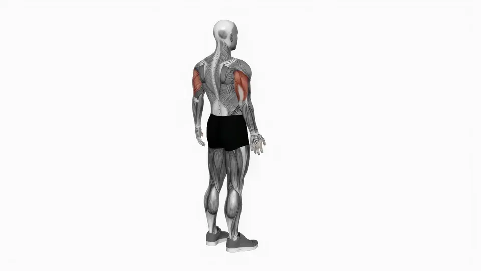 Elbow Flexion and Extension