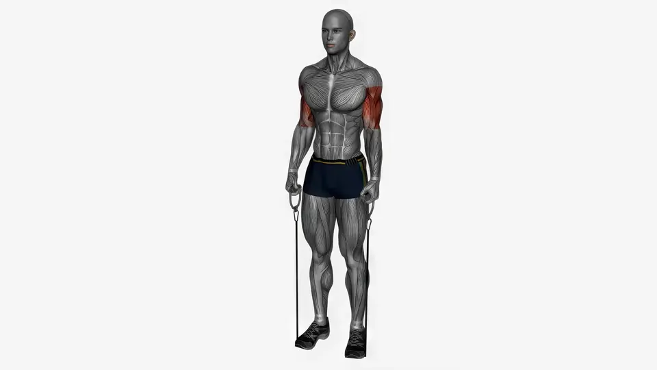 Resistance Band Hammer Curl