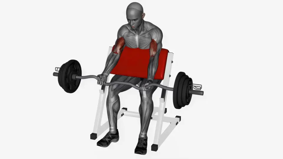 EZ Bar Preacher Curl
