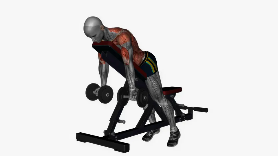 Chest Supported Dumbbell Underhand Row