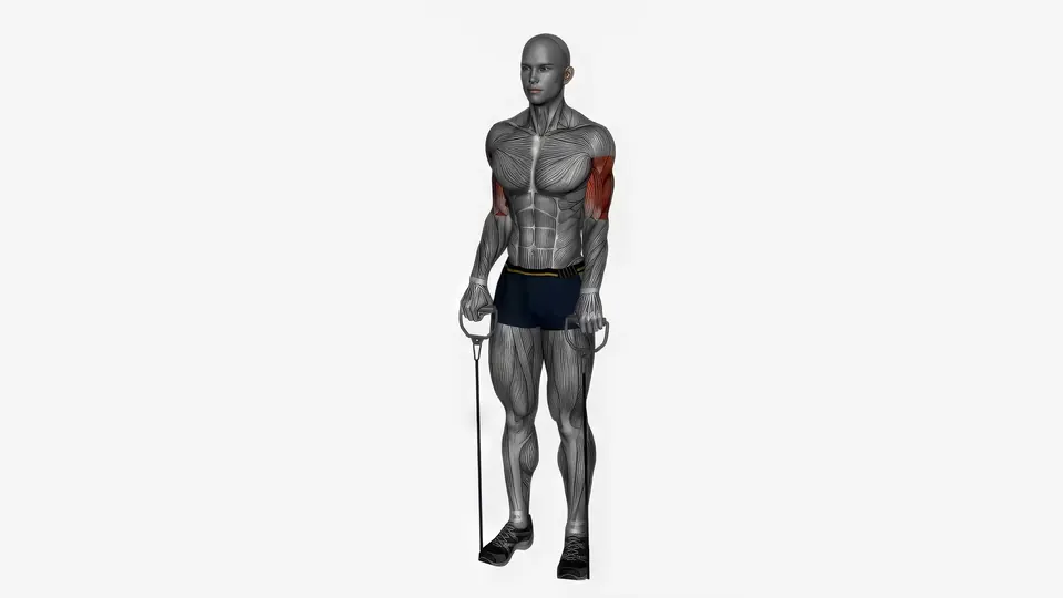 Resistance Band Reverse Curl