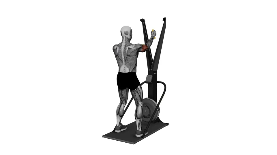 Ski Erg Biceps Curl
