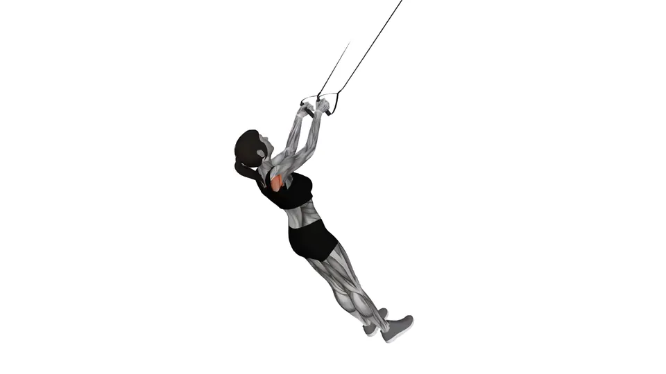 Suspension Trainer Row