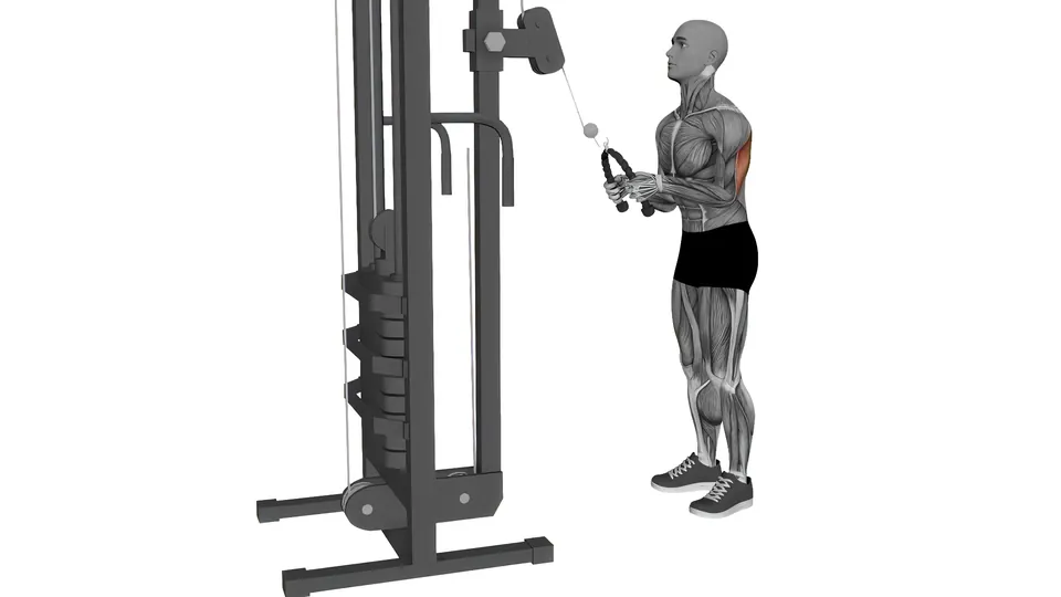 Triceps Pushdown (Rope)