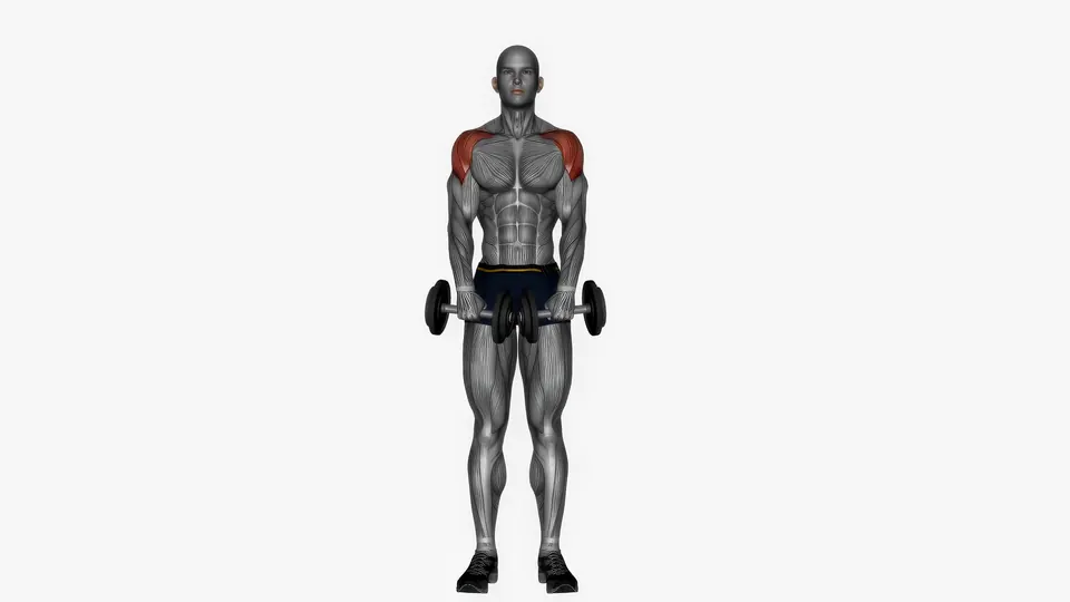 Dumbbell Upright Row