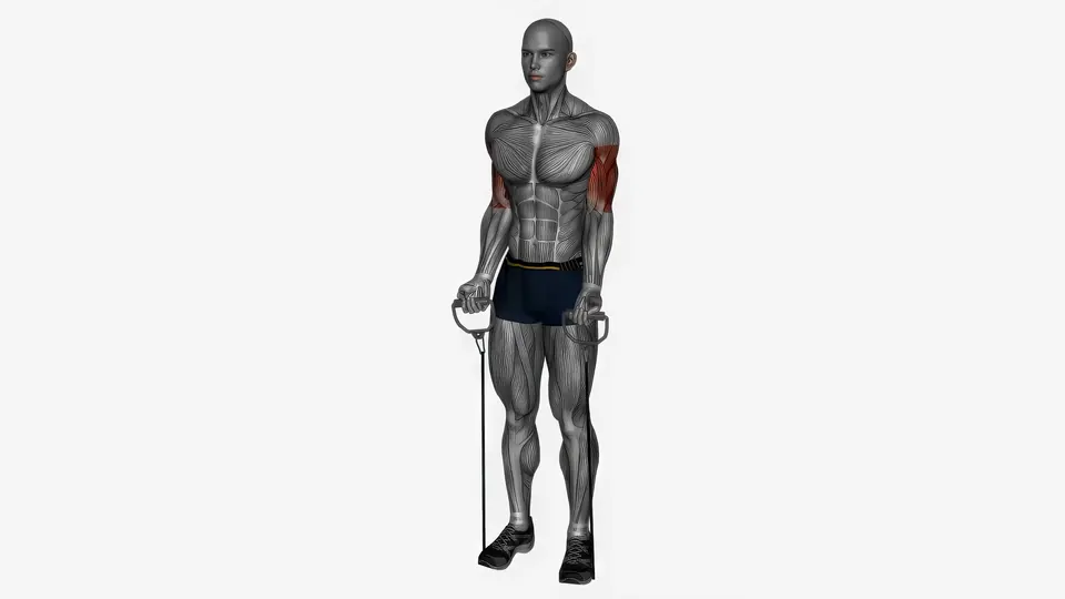 Resistance Band Zottman Curl